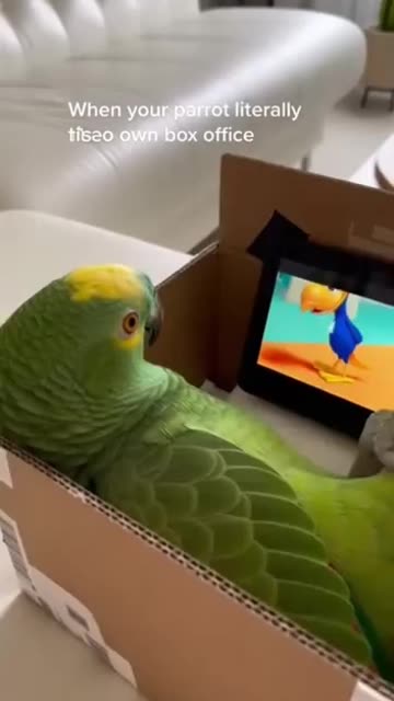Parrot 🦜 at the Cinema