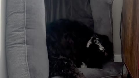 Forgot to Put the Dog Bed Back After Vacuuming