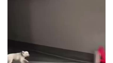 Hilarious animals