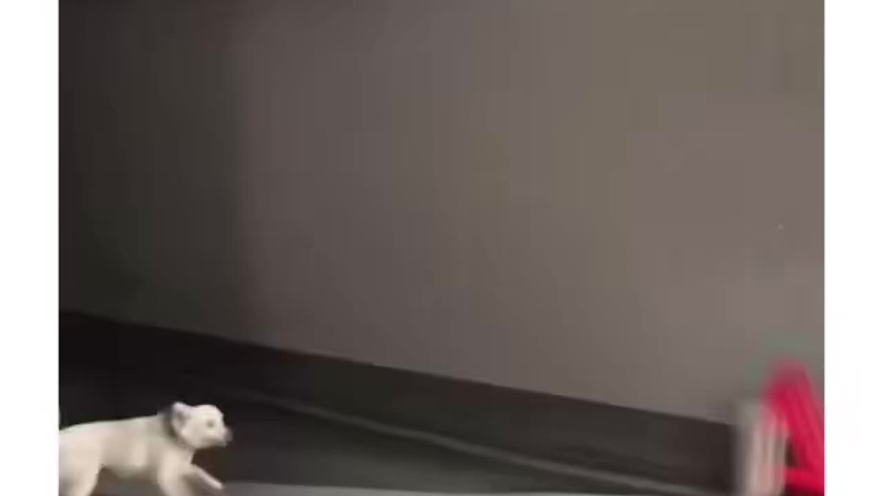 Hilarious animals