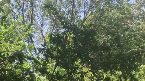 The red bird sings a sweetest song.