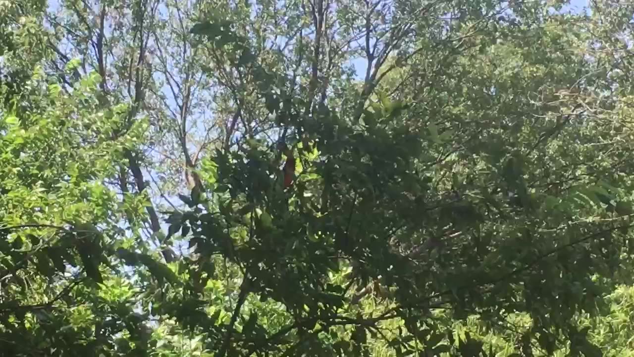 The red bird sings a sweetest song.