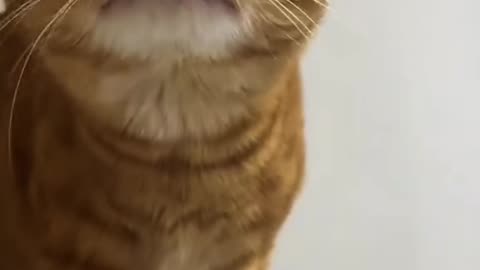 Hilarious funny animal