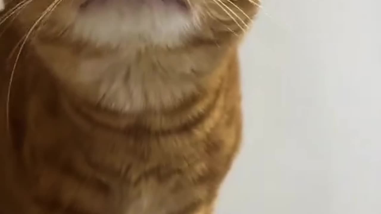 Hilarious funny animal