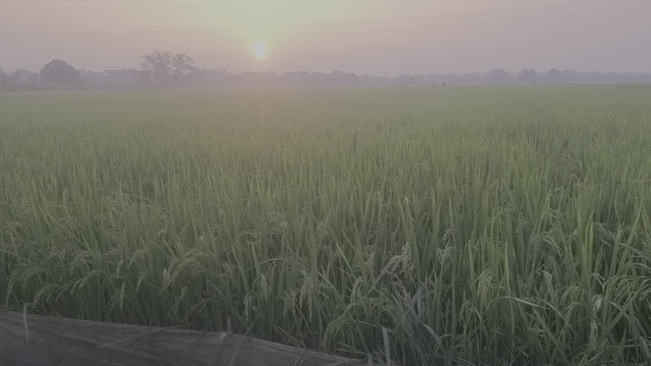 The rice fields are blooming, with the morning dawn_03_ Date 09.09.2025