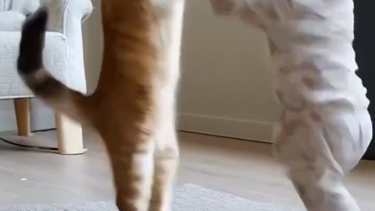 Funny video