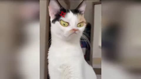 FUNNY DOG & CAT