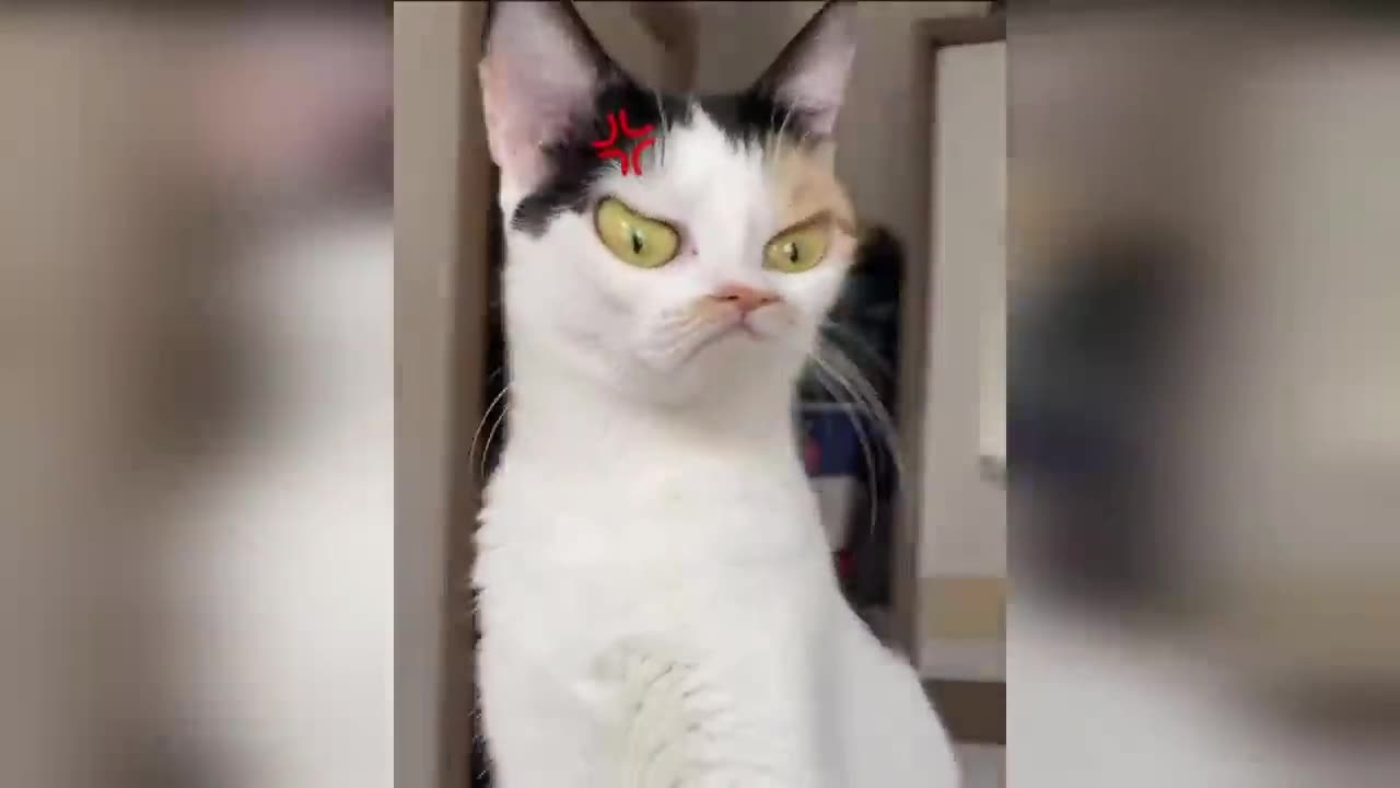 FUNNY DOG & CAT