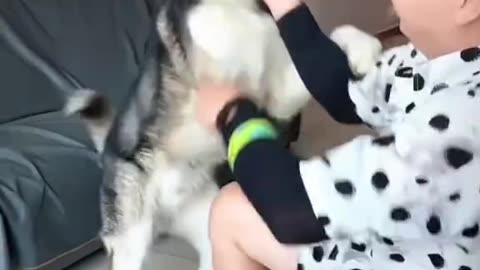 Dog's Comedy Videos 🤣 so cute videos 😍 funny videos 🤣