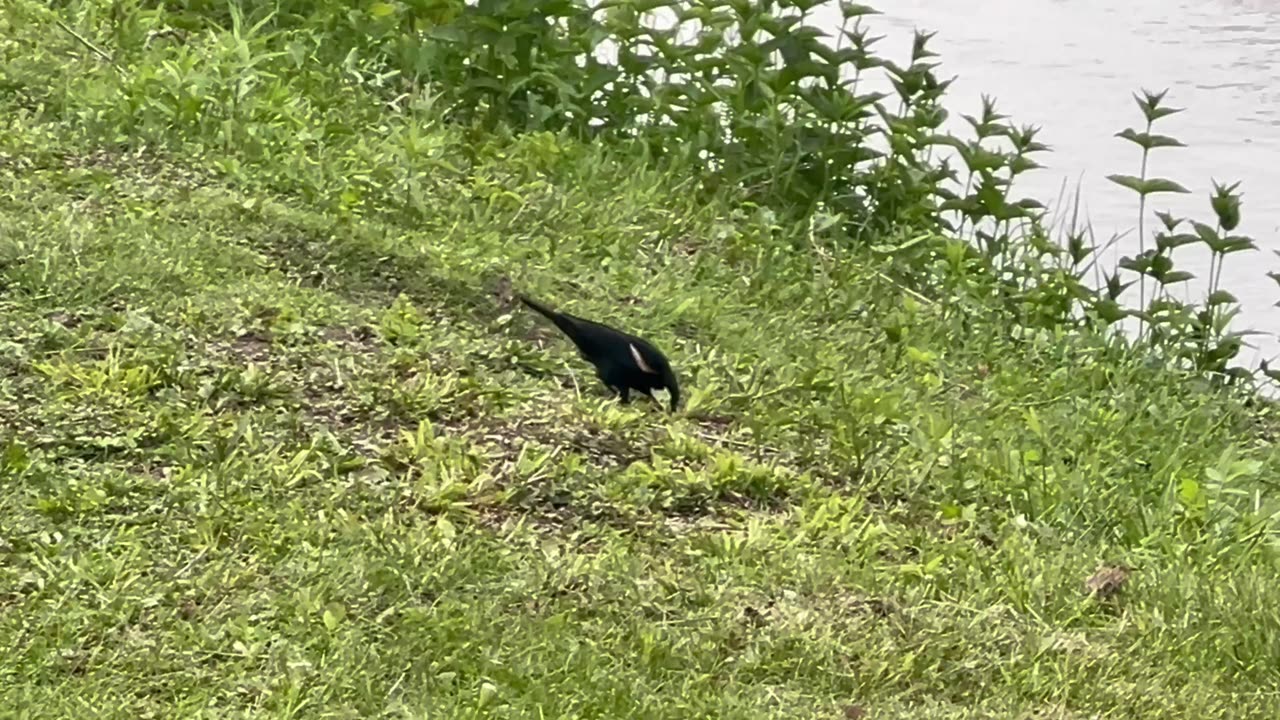 Red wing blackbird