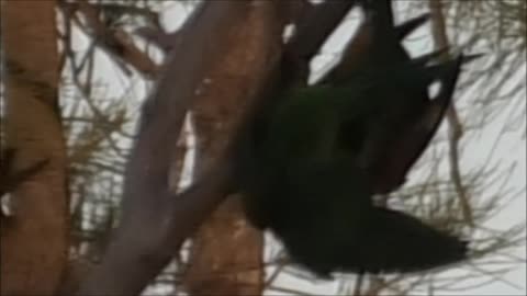 Fighting Lorikeets 13