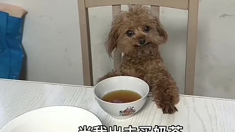 What my dog does at home when I go out to buy bubble tea.