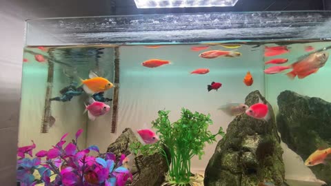 Miniature World In Aquarium P1