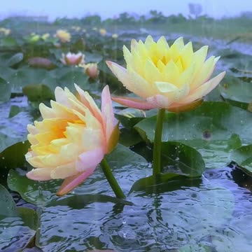 Smile | मुस्कान कभी-कभी झूठा भी होता है | Muskan jhuti hai