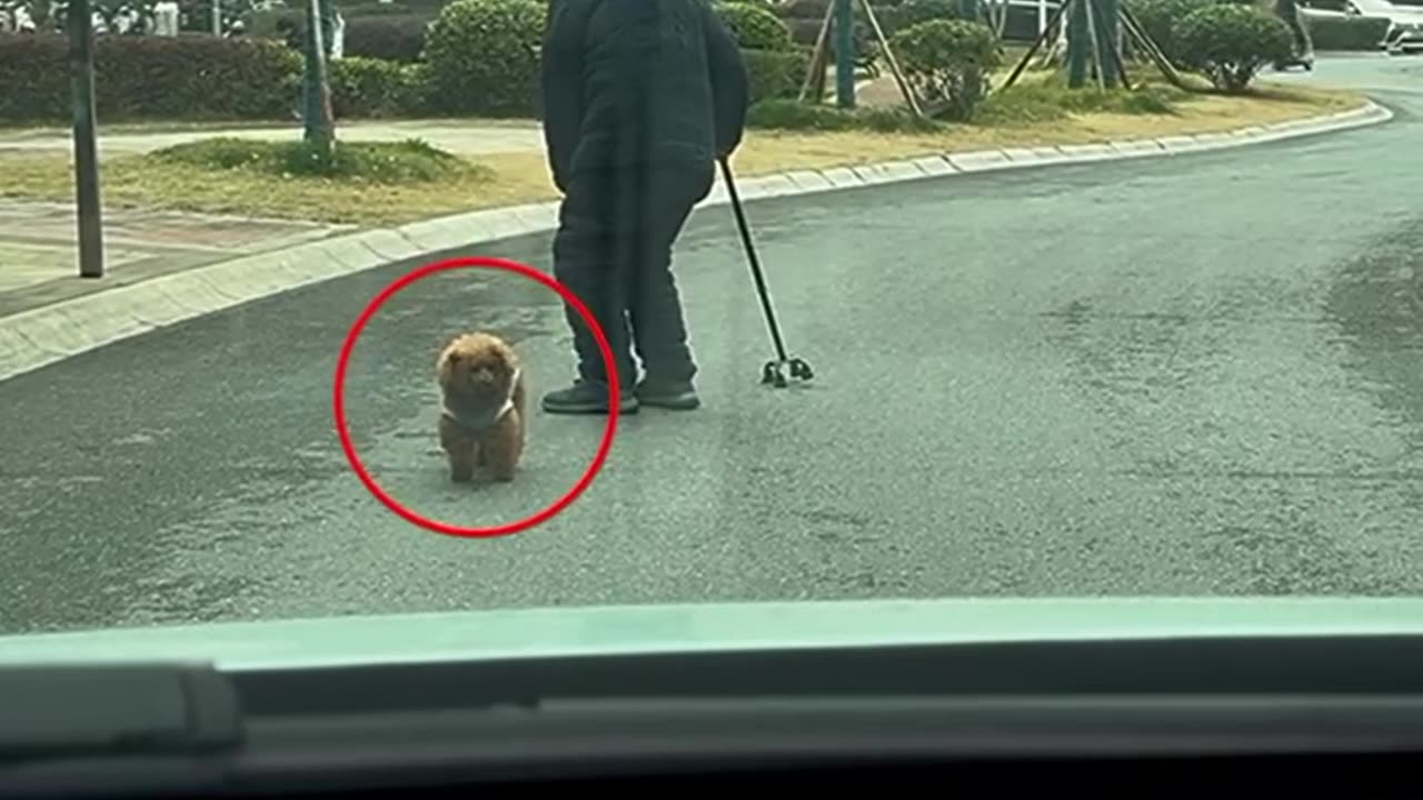 This Dog Blocked The Road For Its Owner To Cross Safely! ❤️