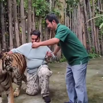 Apparently an Indian man attacked by a Tiger in Thailand.