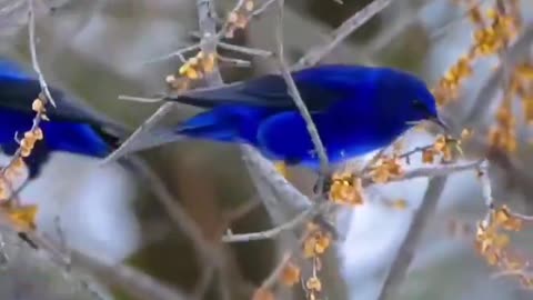 Grandala one of the most beautiful blue birds found in the flocks and swirl in front of the Himalayan ranges