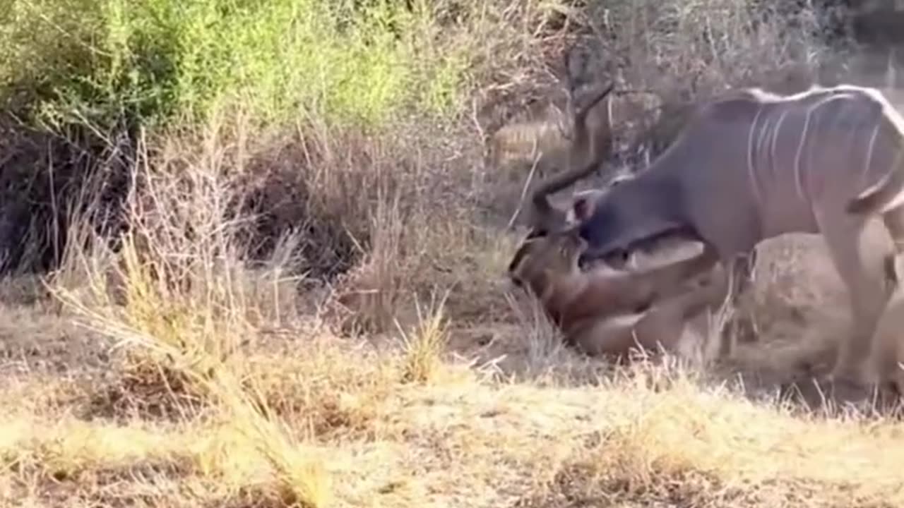 "Lioness and Cubs Struggle to Take Down a Giant Deer!" 🦁🦌🔥#viralvideo