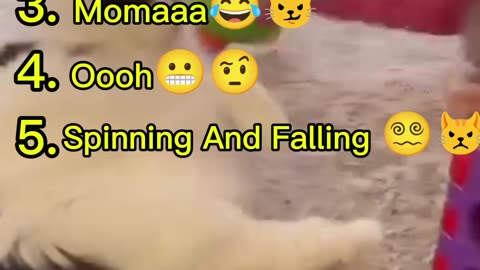 Ranking The Best Funny Cat Moment