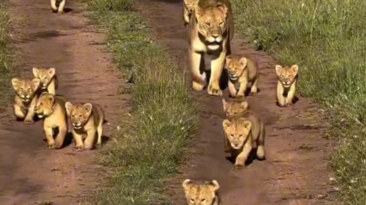 Leão com seu filhos