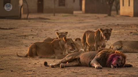 Male Lion Rescued From Being Attacked By A Lioness. You Won't Believe What Happened Next