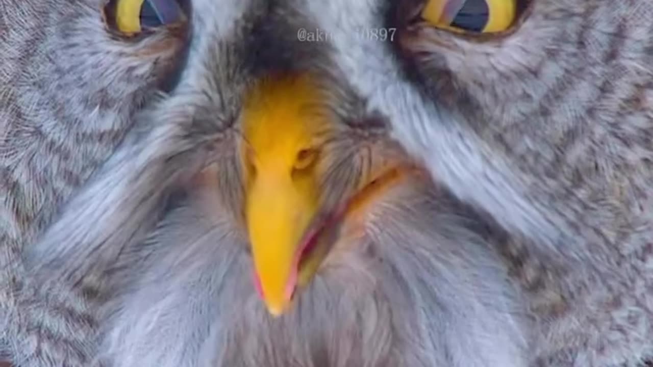 When an owl hunting