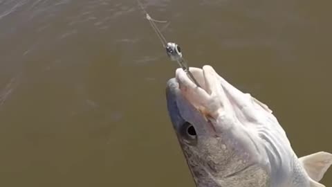 Fishing Frenzy! PB Redfish Caught Amid Chaos