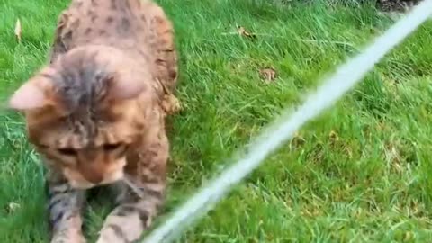😂 I wish my cat loved water as much! | FunFM
