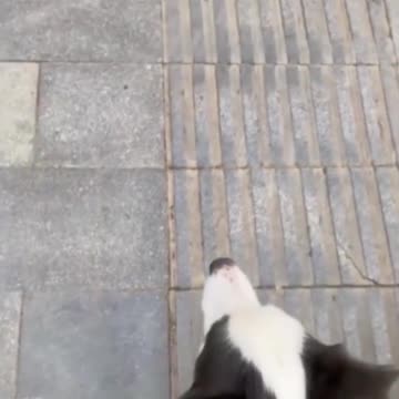 Difference between a Border Collie and a Husky.. 😂