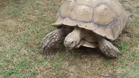 Tortoise Going For A Walk