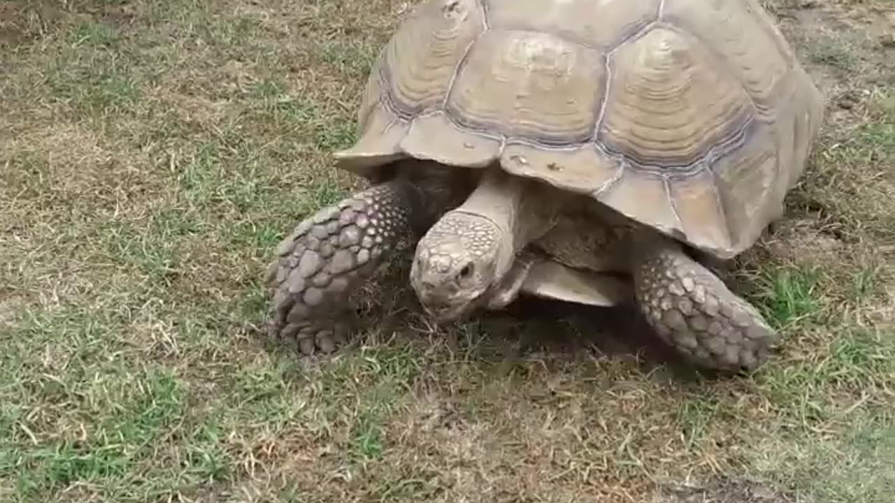 Tortoise Going For A Walk