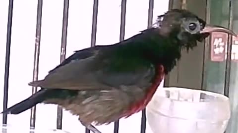 Hummingbirds