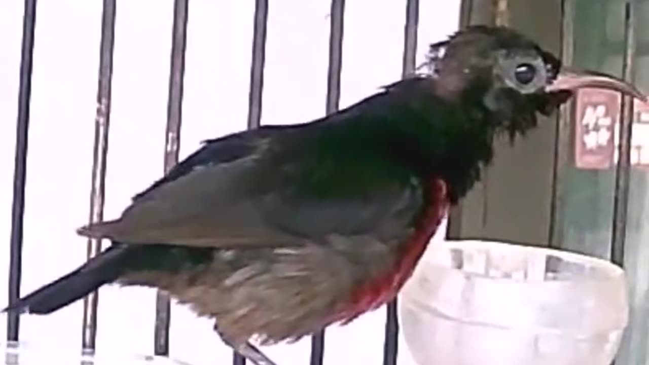 Hummingbirds