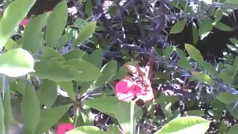 Wasp is seen on crown of thorn plant flower [Nature & Animals]