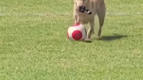 🏆🐕 Contender for the Ballon D'og? Watch This! | FunFM