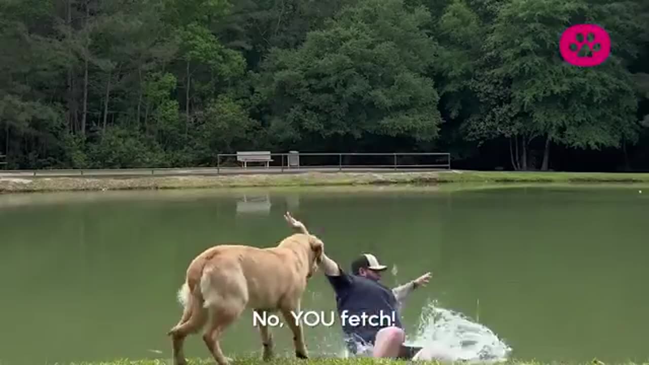 Funny 😁 😂 videos 🐕 🛷 🐶 🦮 🐈 😻