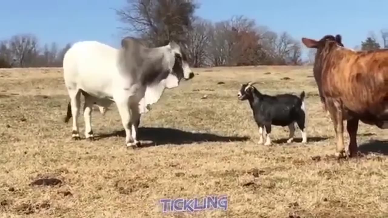 TICKLING