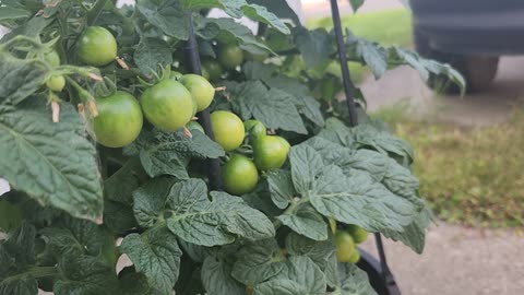 Growing my little garden