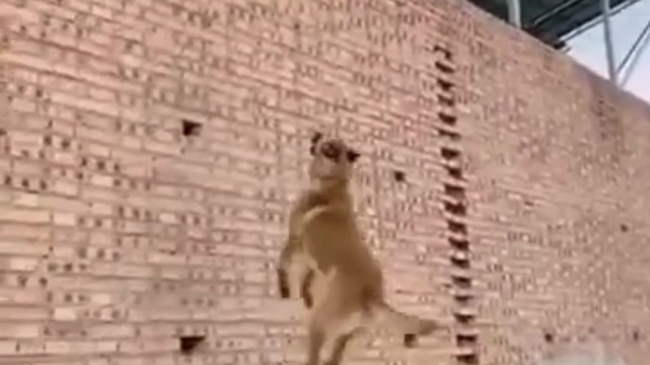 💋Most Athletic Dog in the World