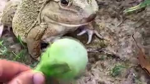 The laughter of frogs | surprise frog funny jump | animal funny video | funny
