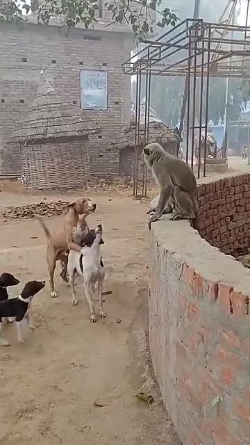 monky and dog funny video
