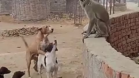 monky and dog funny video
