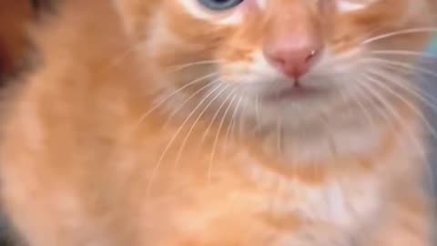 Funny Animals
