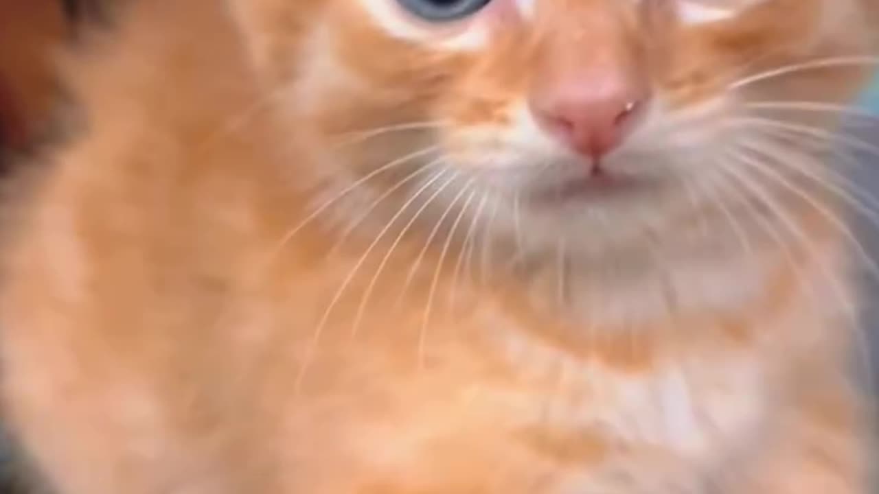 Funny Animals
