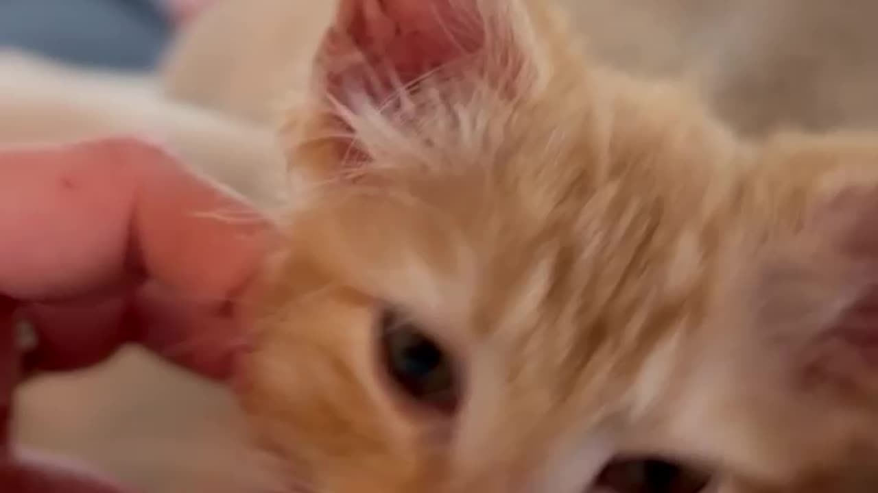 Kitten Enters Another Dimension During Good Ear Rubs