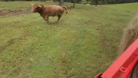 Highland Bull Helps Spread Hay