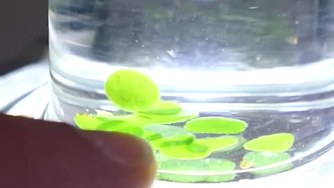 🌱💡 See Photosynthesis Happen Before Your Eyes! | FeedMyCuriosity