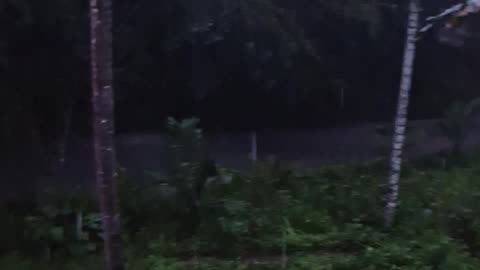 Night Rain on the Farm 🌧️🇵🇭 Expat in the Philippines
