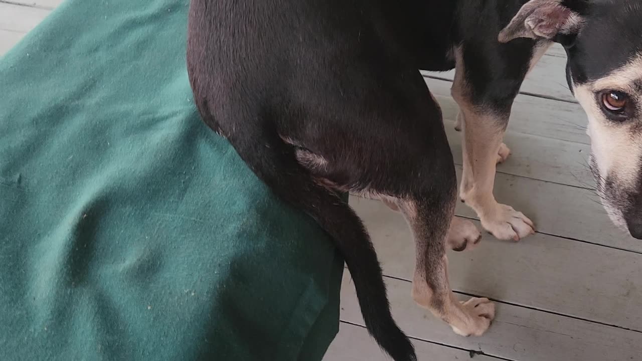 Flor, the proper lady