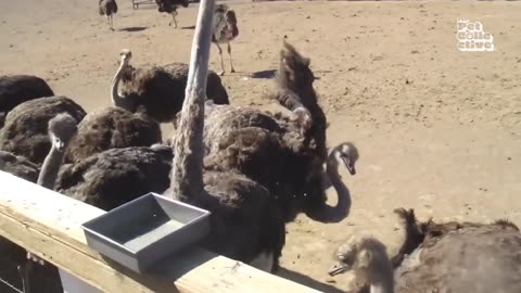 Funny Animal Farm